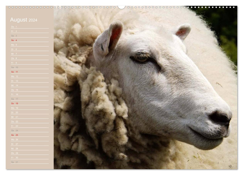 Sheep / Birthday Calendar (CALVENDO Premium Wall Calendar 2024) 