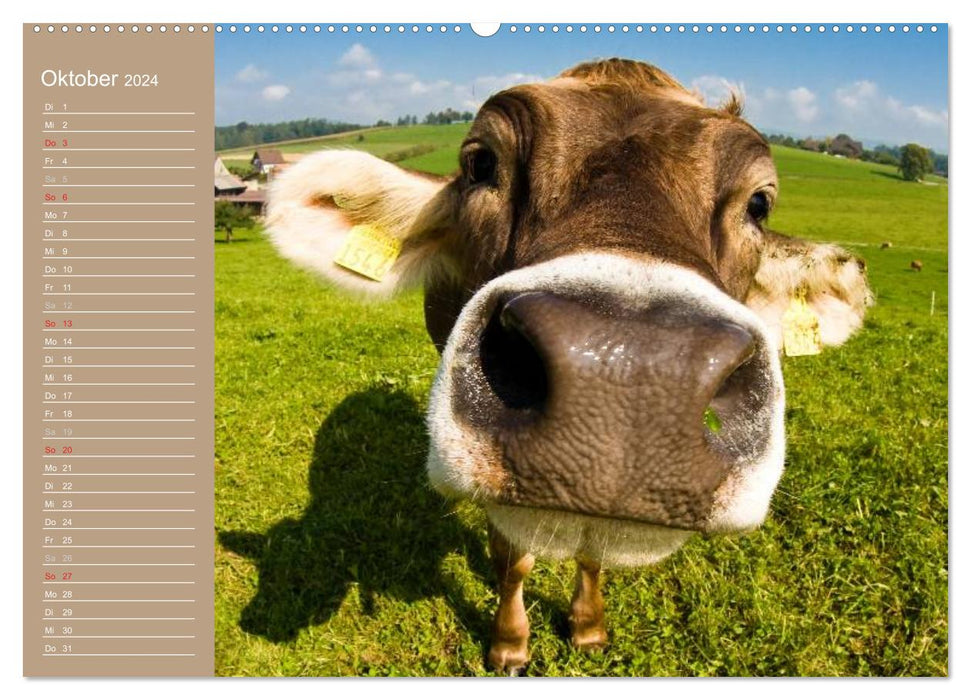 Cows / Birthday Calendar (CALVENDO Premium Wall Calendar 2024) 