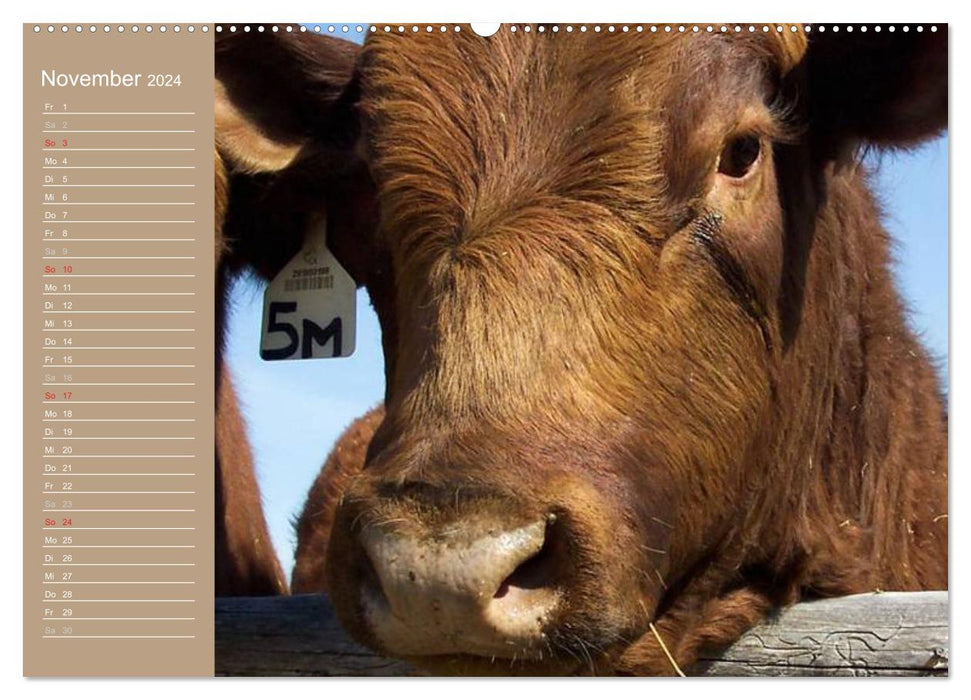 Cows / Birthday Calendar (CALVENDO Premium Wall Calendar 2024) 