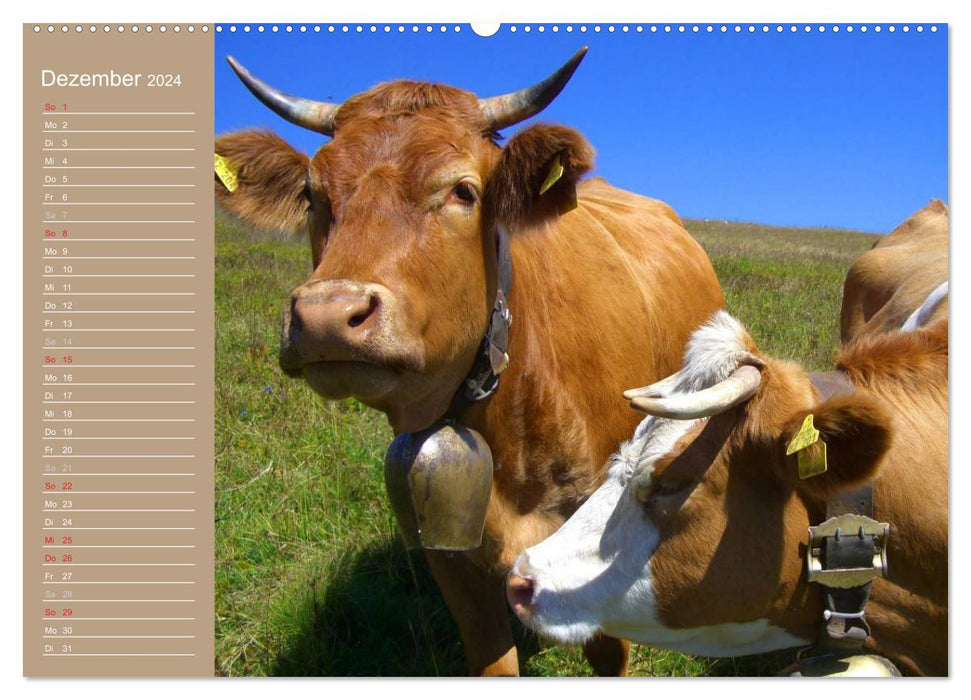 Cows / Birthday Calendar (CALVENDO Premium Wall Calendar 2024) 