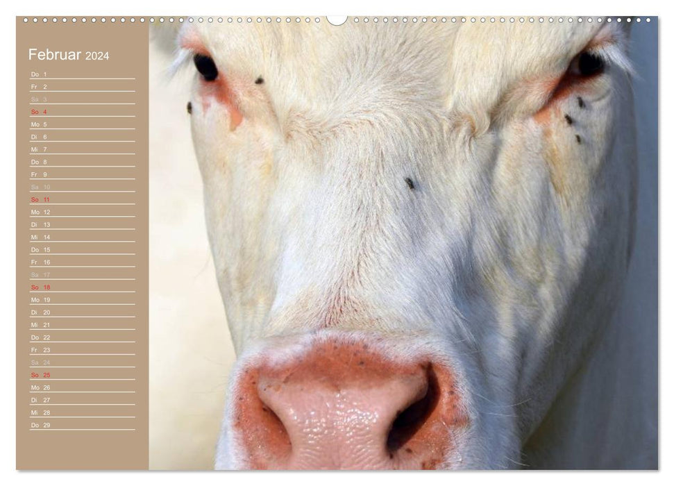 Cows / Birthday Calendar (CALVENDO Premium Wall Calendar 2024) 