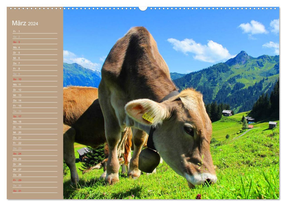 Kühe / Geburtstagskalender (CALVENDO Premium Wandkalender 2024)