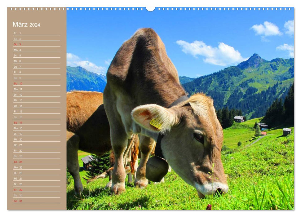 Cows / Birthday Calendar (CALVENDO Premium Wall Calendar 2024) 