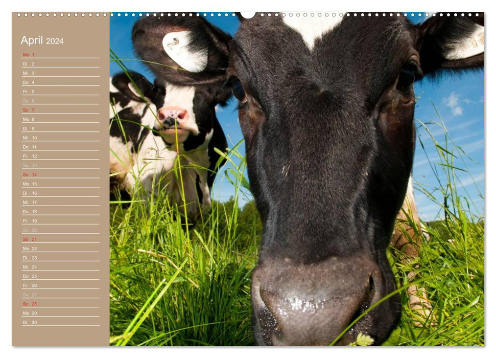 Cows / Birthday Calendar (CALVENDO Premium Wall Calendar 2024) 