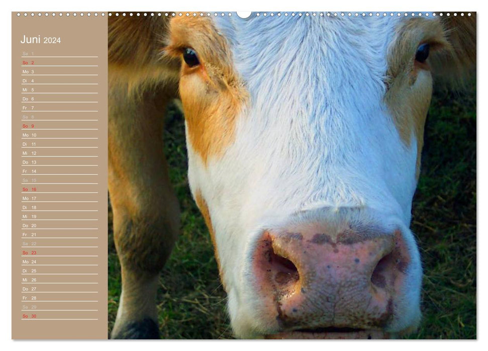 Cows / Birthday Calendar (CALVENDO Premium Wall Calendar 2024) 