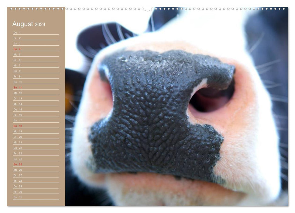 Kühe / Geburtstagskalender (CALVENDO Premium Wandkalender 2024)