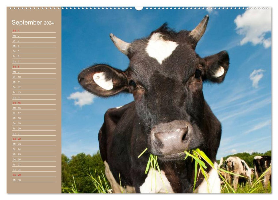 Cows / Birthday Calendar (CALVENDO Premium Wall Calendar 2024) 