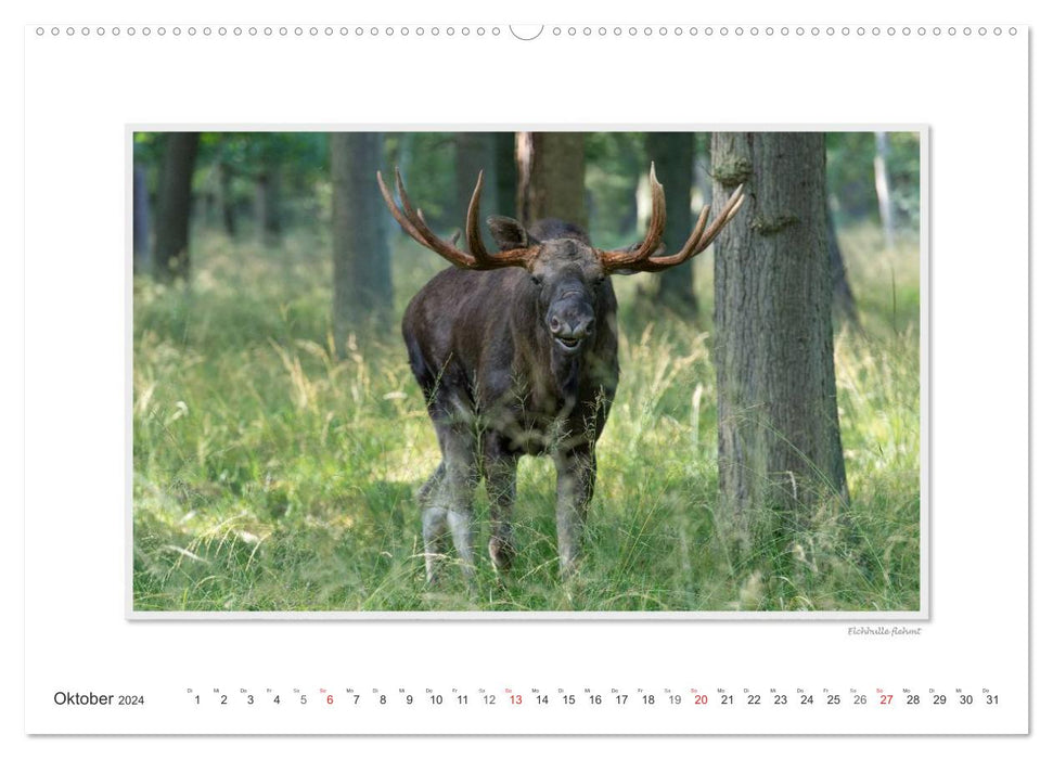 Emotional moments: European moose. / CH version (CALVENDO Premium wall calendar 2024) 