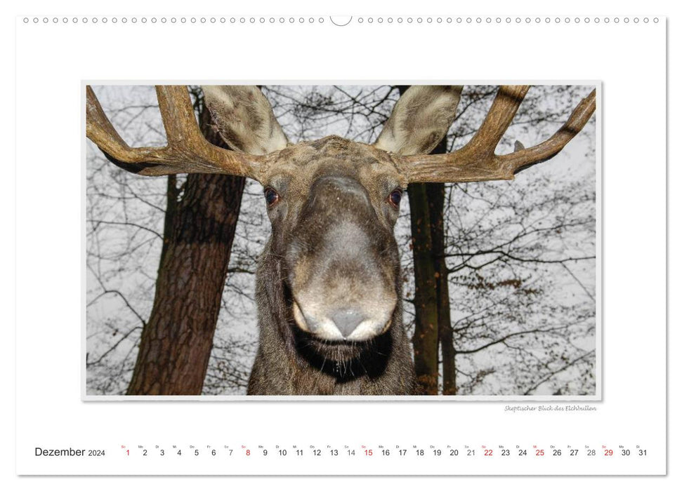 Emotional moments: European moose. / CH version (CALVENDO Premium wall calendar 2024) 