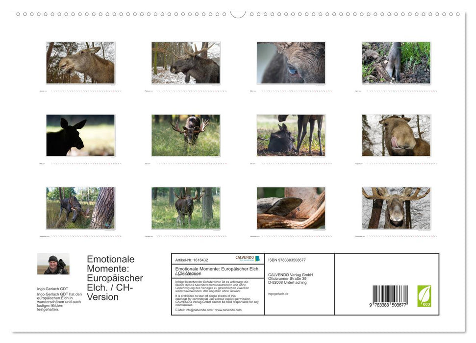 Emotionale Momente: Europäischer Elch. / CH-Version (CALVENDO Premium Wandkalender 2024)