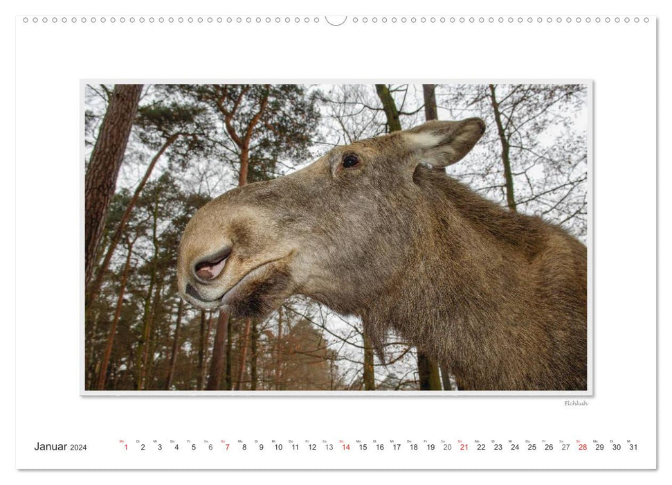 Emotional moments: European moose. / CH version (CALVENDO Premium wall calendar 2024) 