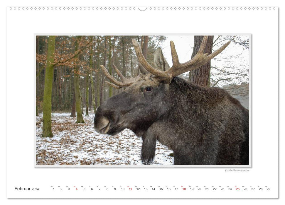 Emotional moments: European moose. / CH version (CALVENDO Premium wall calendar 2024) 