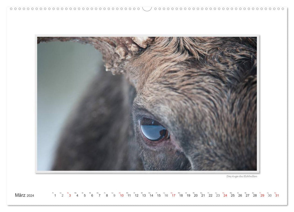 Emotional moments: European moose. / CH version (CALVENDO Premium wall calendar 2024) 