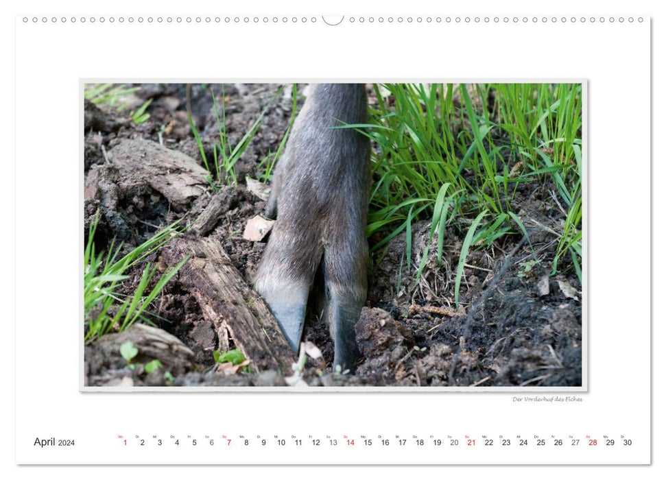 Emotional moments: European moose. / CH version (CALVENDO Premium wall calendar 2024) 