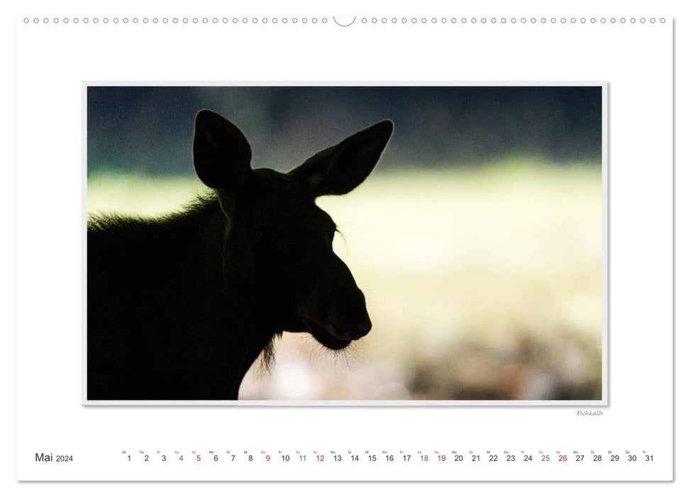 Emotional moments: European moose. / CH version (CALVENDO Premium wall calendar 2024) 