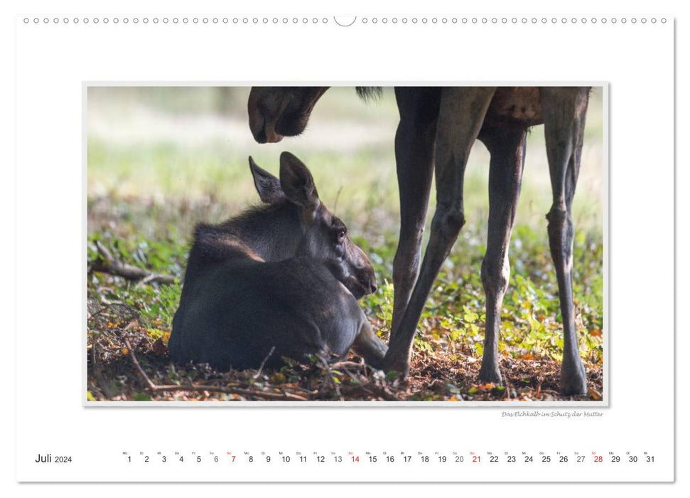 Emotional moments: European moose. / CH version (CALVENDO Premium wall calendar 2024) 