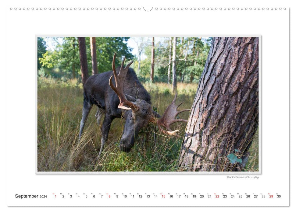 Emotional moments: European moose. / CH version (CALVENDO Premium wall calendar 2024) 