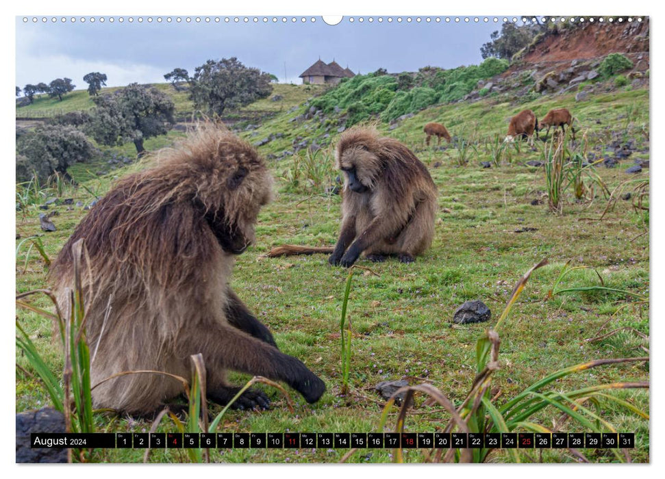 Ethiopia - On the roof of Africa (CALVENDO wall calendar 2024) 