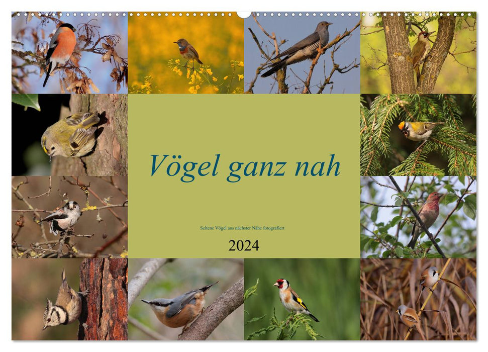 Vögel ganz nah (CALVENDO Wandkalender 2024)