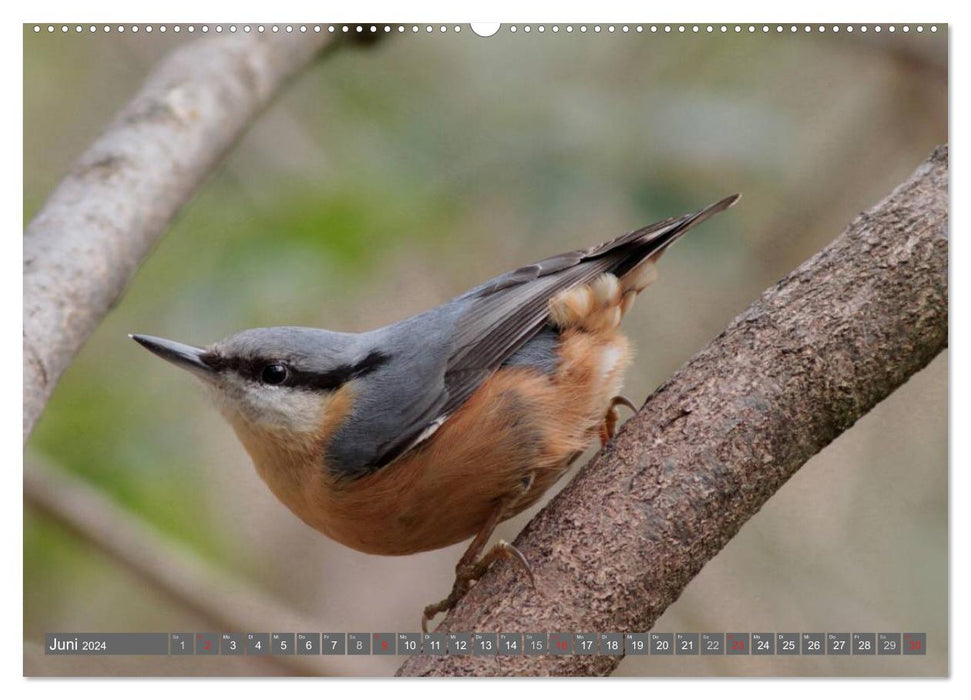 Birds up close (CALVENDO wall calendar 2024) 