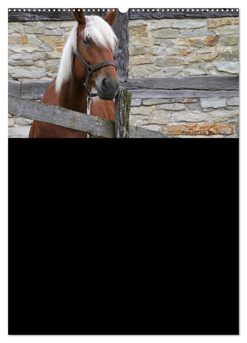 Cold-blooded horses / family planner / CH version (CALVENDO Premium wall calendar 2024) 