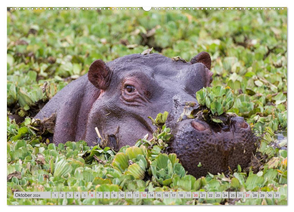 Emotionale Momente. Happy Hippo / CH-Version (CALVENDO Premium Wandkalender 2024)