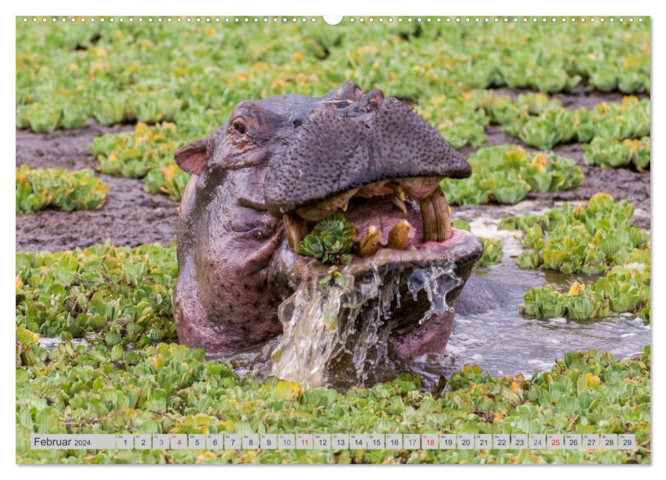 Emotional moments. Happy Hippo / CH version (CALVENDO Premium Wall Calendar 2024) 