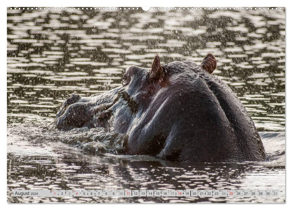 Emotionale Momente. Happy Hippo / CH-Version (CALVENDO Premium Wandkalender 2024)