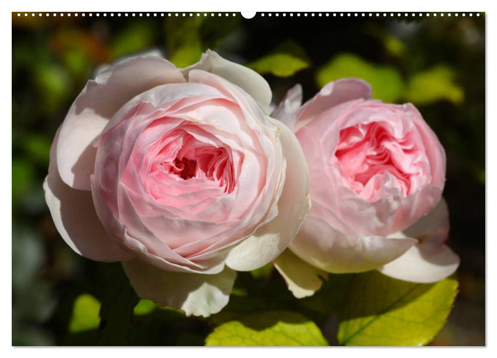 Laissez parler les roses (Calendrier mural CALVENDO 2024) 