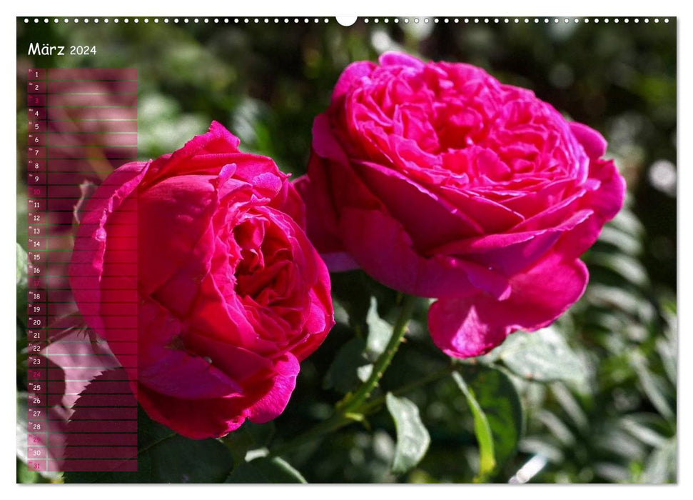 Laissez parler les roses (Calendrier mural CALVENDO 2024) 