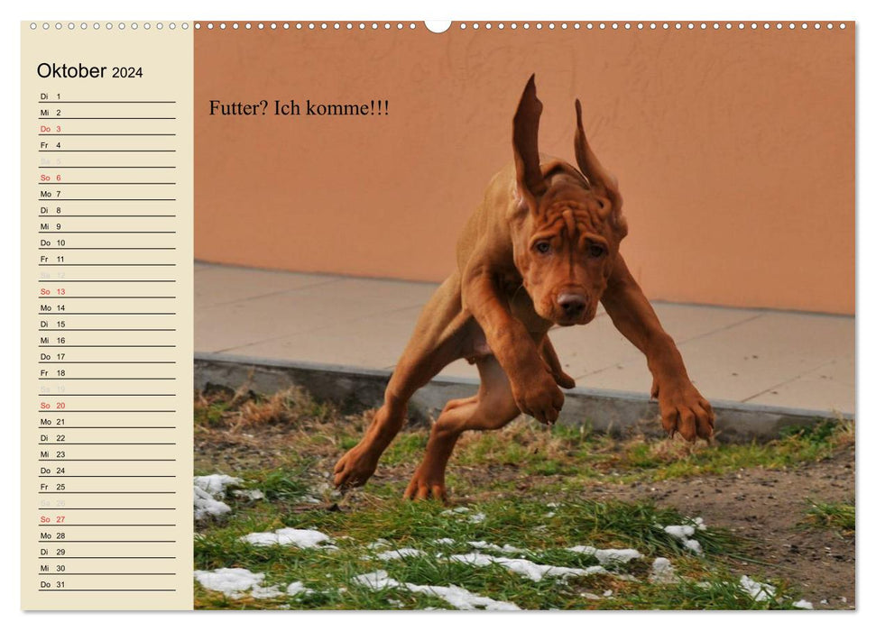 Hunde. Große und kleine Nasen (CALVENDO Premium Wandkalender 2024)