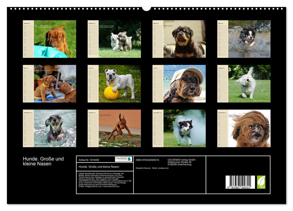 Dogs. Big and small noses (CALVENDO Premium Wall Calendar 2024) 