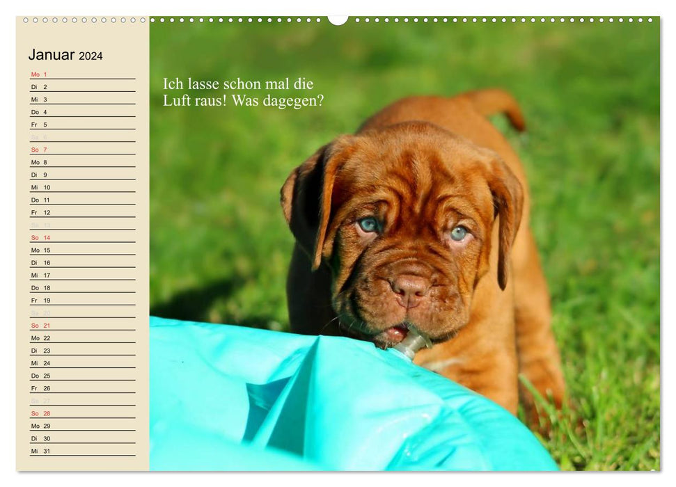 Dogs. Big and small noses (CALVENDO Premium Wall Calendar 2024) 