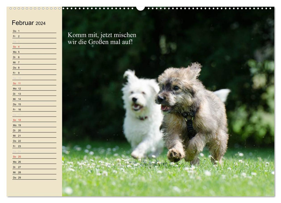 Dogs. Big and small noses (CALVENDO Premium Wall Calendar 2024) 