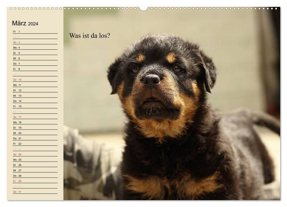 Dogs. Big and small noses (CALVENDO Premium Wall Calendar 2024) 