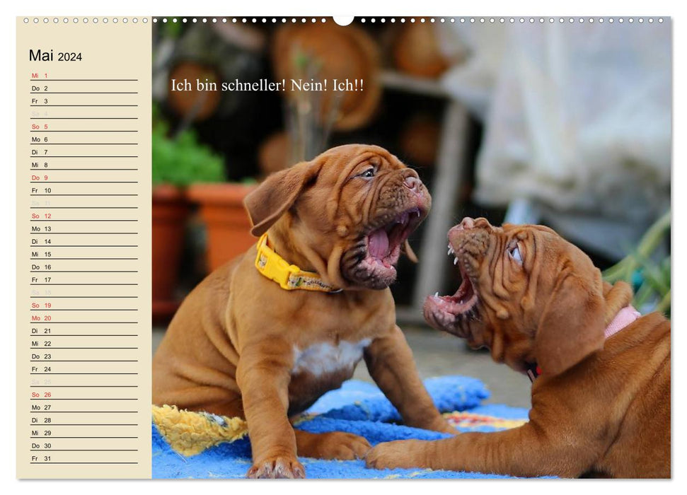 Dogs. Big and small noses (CALVENDO Premium Wall Calendar 2024) 