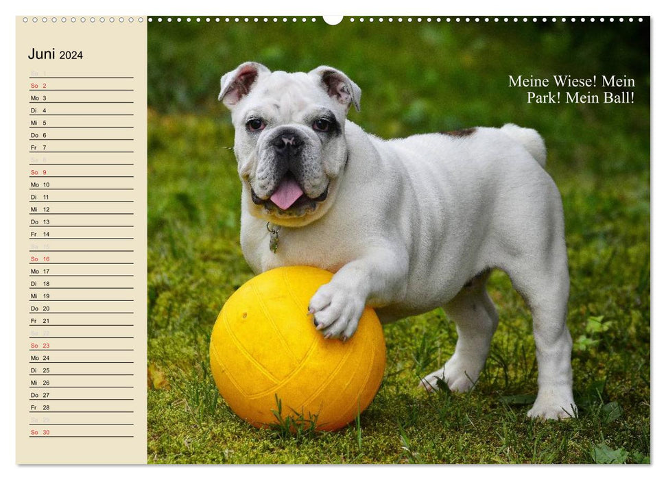 Dogs. Big and small noses (CALVENDO Premium Wall Calendar 2024) 