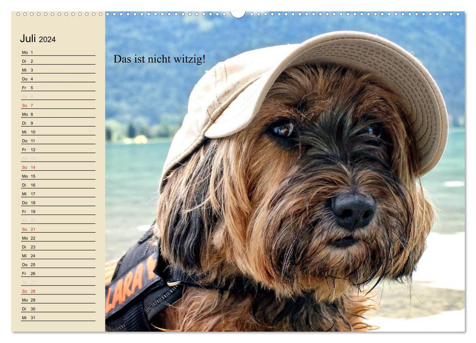 Dogs. Big and small noses (CALVENDO Premium Wall Calendar 2024) 