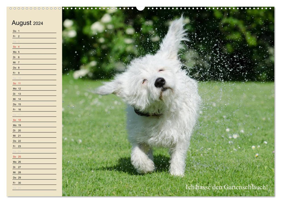 Hunde. Große und kleine Nasen (CALVENDO Premium Wandkalender 2024)