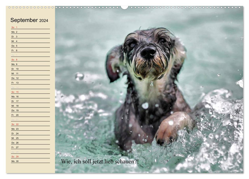 Hunde. Große und kleine Nasen (CALVENDO Premium Wandkalender 2024)