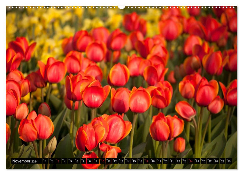 Tulips (CALVENDO Premium Wall Calendar 2024) 