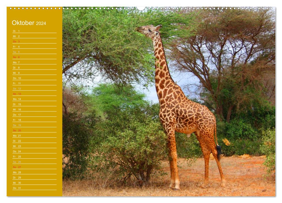 Giraffes / Birthday Calendar (CALVENDO Premium Wall Calendar 2024) 