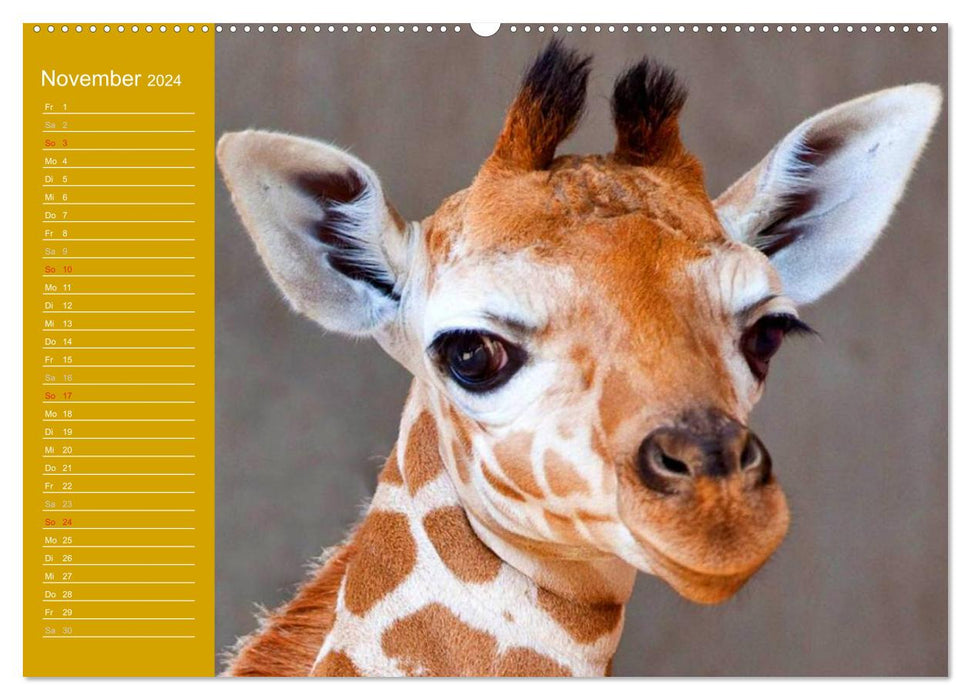 Giraffes / Birthday Calendar (CALVENDO Premium Wall Calendar 2024) 