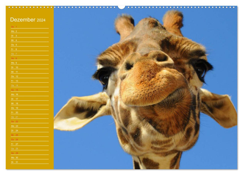 Giraffes / Birthday Calendar (CALVENDO Premium Wall Calendar 2024) 