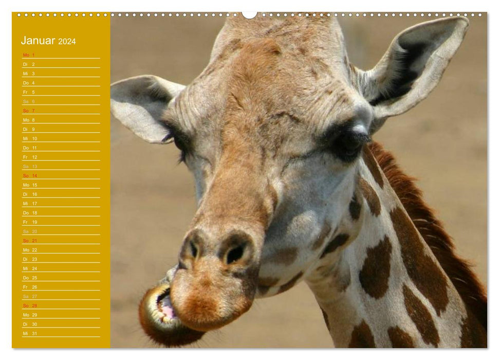 Giraffes / Birthday Calendar (CALVENDO Premium Wall Calendar 2024) 