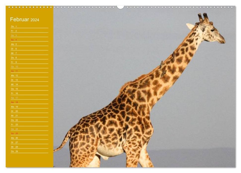 Giraffes / Birthday Calendar (CALVENDO Premium Wall Calendar 2024) 