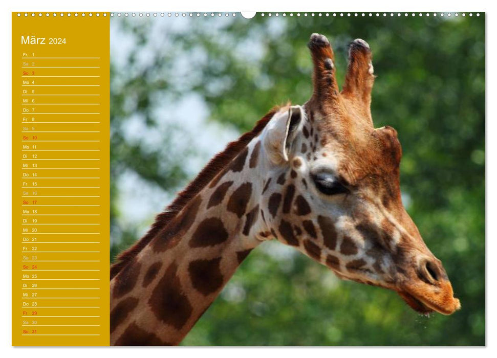 Giraffen / Geburtstagskalender (CALVENDO Premium Wandkalender 2024)