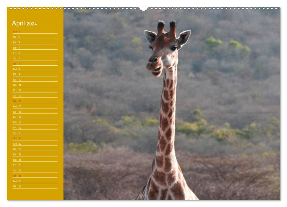 Giraffes / Birthday Calendar (CALVENDO Premium Wall Calendar 2024) 