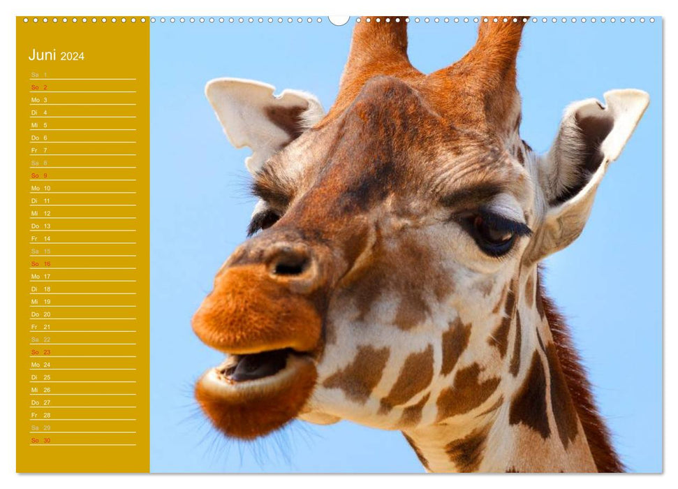 Giraffes / Birthday Calendar (CALVENDO Premium Wall Calendar 2024) 