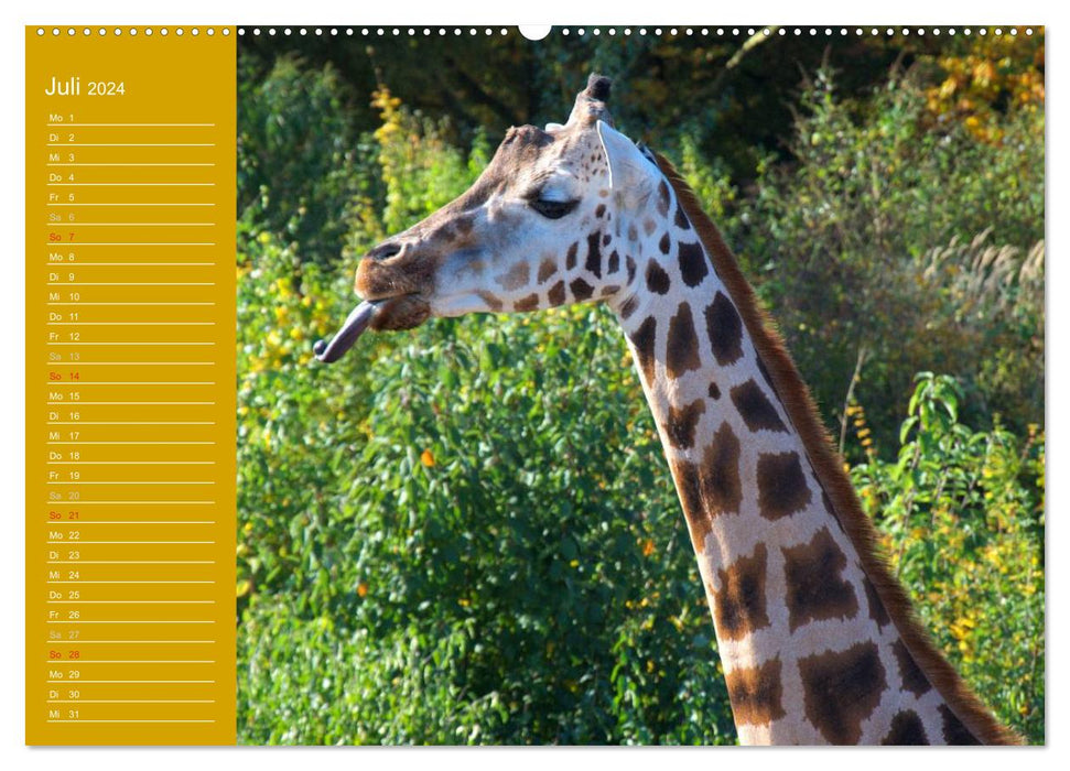 Giraffes / Birthday Calendar (CALVENDO Premium Wall Calendar 2024) 